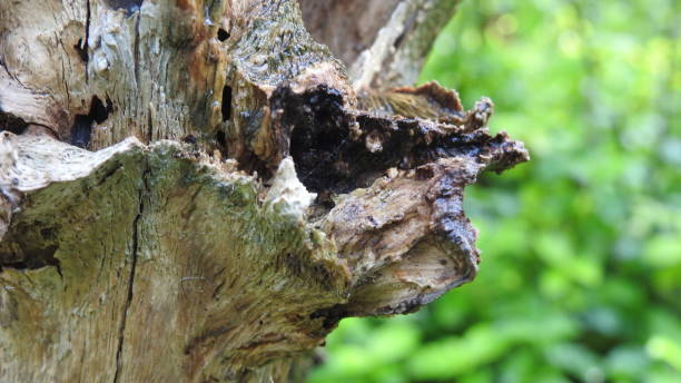 istock Tree logs with green background in Nature , Close up an old tree bark log, Green grass background in forest, with small leafs growing on tree log. 1195413920