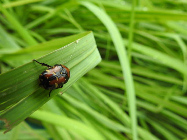 istock Green grass with water droplets in closeup 1195413931