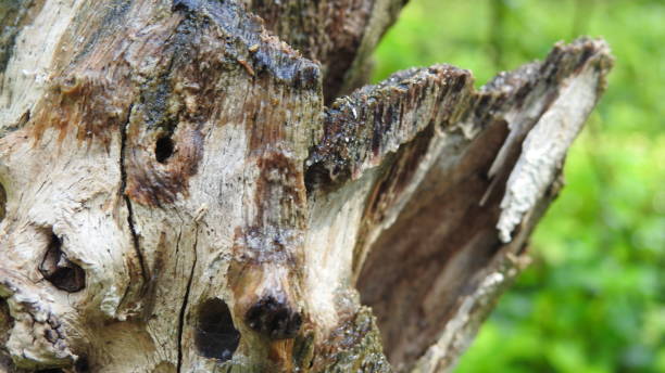 istock Tree logs with green background in Nature , Close up an old tree bark log, Green grass background in forest, with small leafs growing on tree log. 1195413933