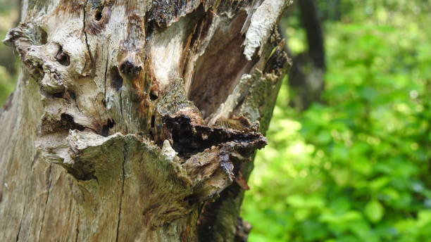 istock Tree logs with green background in Nature , Close up an old tree bark log, Green grass background in forest, with small leafs growing on tree log. 1195413941