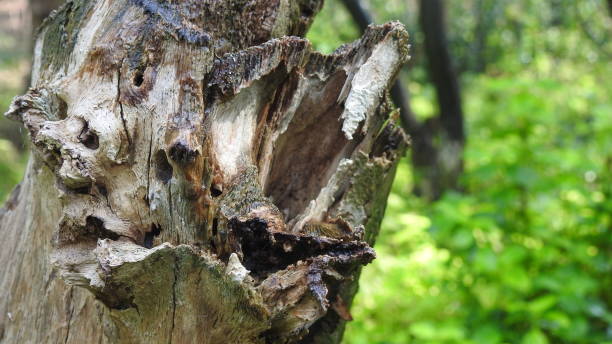 Tree logs with green background in Nature , Close up an old tree bark log, Green grass background in forest, with small leafs growing on tree log.