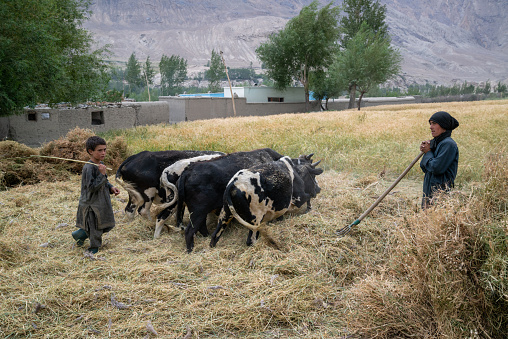 Wakhan Corridor, circa september 2019: Afghani kids graze cows in Wakhan Corridor, Afghanistan
