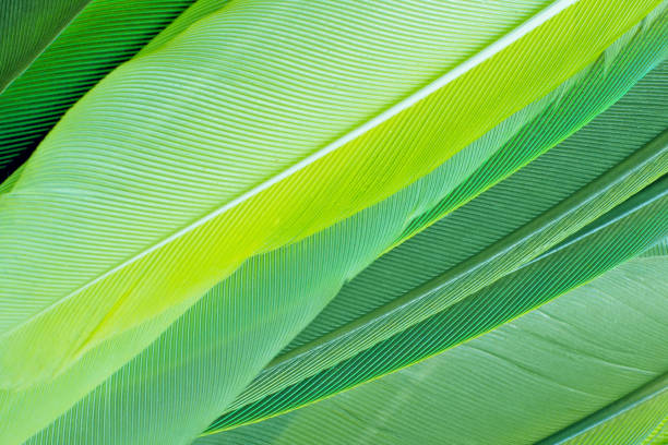 istock Green turquoise vintage color trends chicken feather texture background 1195418651