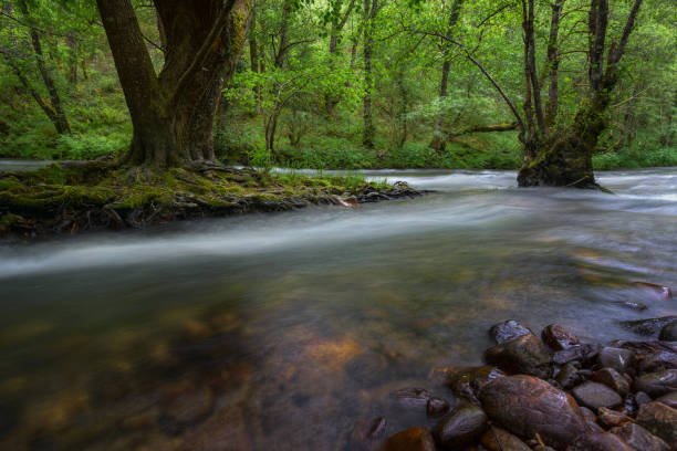 istock The Navia River in its course through centuries-old forests 1195418785