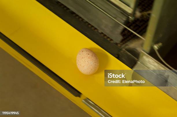 Turkey Eggs Оn Conveyor Belt Stock Photo - Download Image Now - Animal Egg, Breakfast, Conveyor Belt