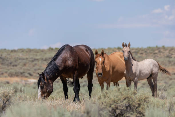 istock Wild Horses in Summer in Colorado 1195419995