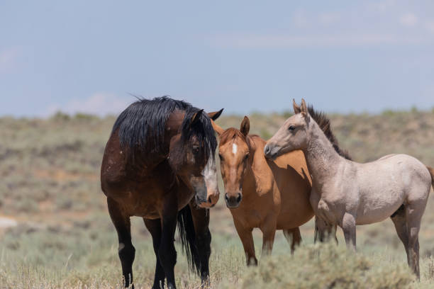 istock Wild Horses in Summer in Colorado 1195420672