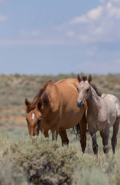 istock Wild Horses in Summer in Colorado 1195420699