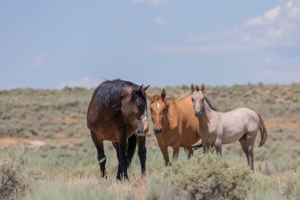 istock Wild Horses in Summer in Colorado 1195420821