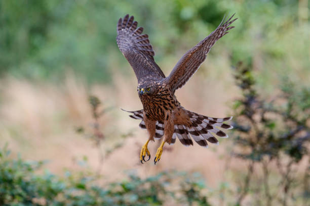 istock Northern Goshawk juvenile flying in the forest 1195420977