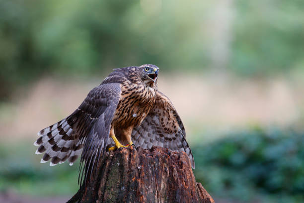 istock Northern Goshawk juvenile in the forest 1195420982