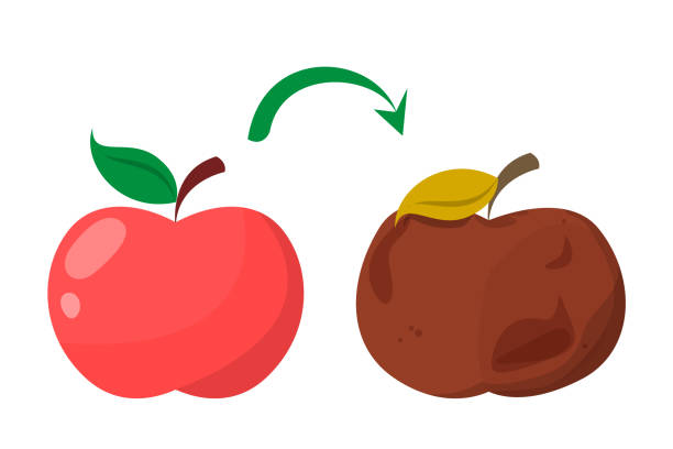 ilustrações, clipart, desenhos animados e ícones de maçã podre ruim. a fruta fresca vermelha torna-se má - rotting