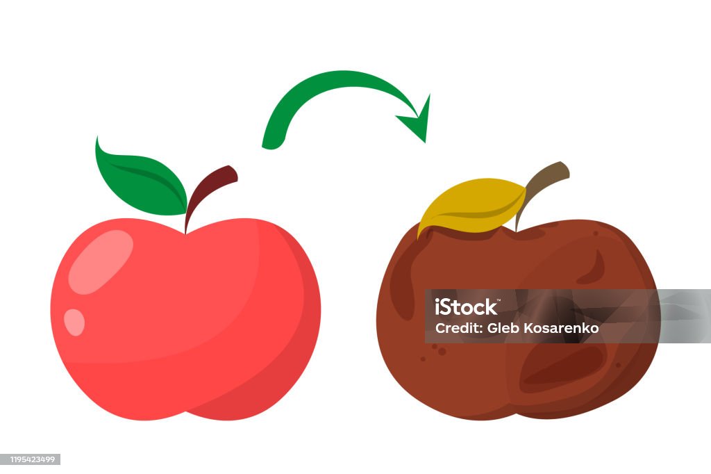 Bad Rotten Apple Red Fresh Fruit Become Bad Stock Illustration - Download  Image Now - Apple - Fruit, Rotting, Damaged - iStock