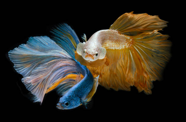 istock Silver gold and blue long half moon Betta fishes. 1195424057