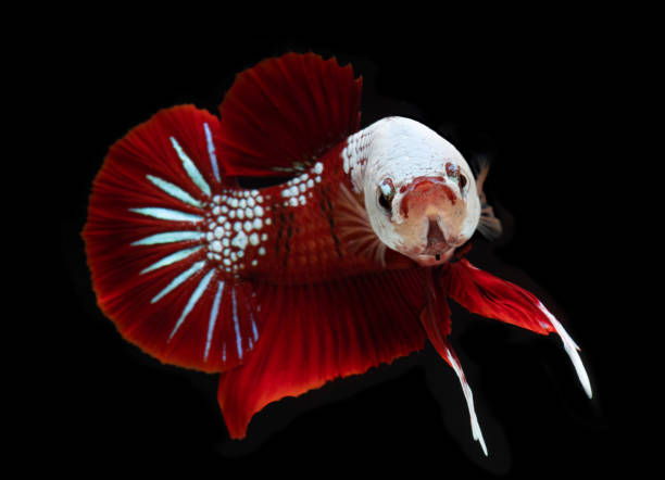 fantaisie koi galaxie betta poissons. - siamese fighting fish fish fighting green photos et images de collection