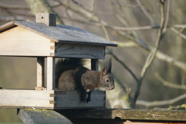 istock Squirrel in Birdhouse 1195425289