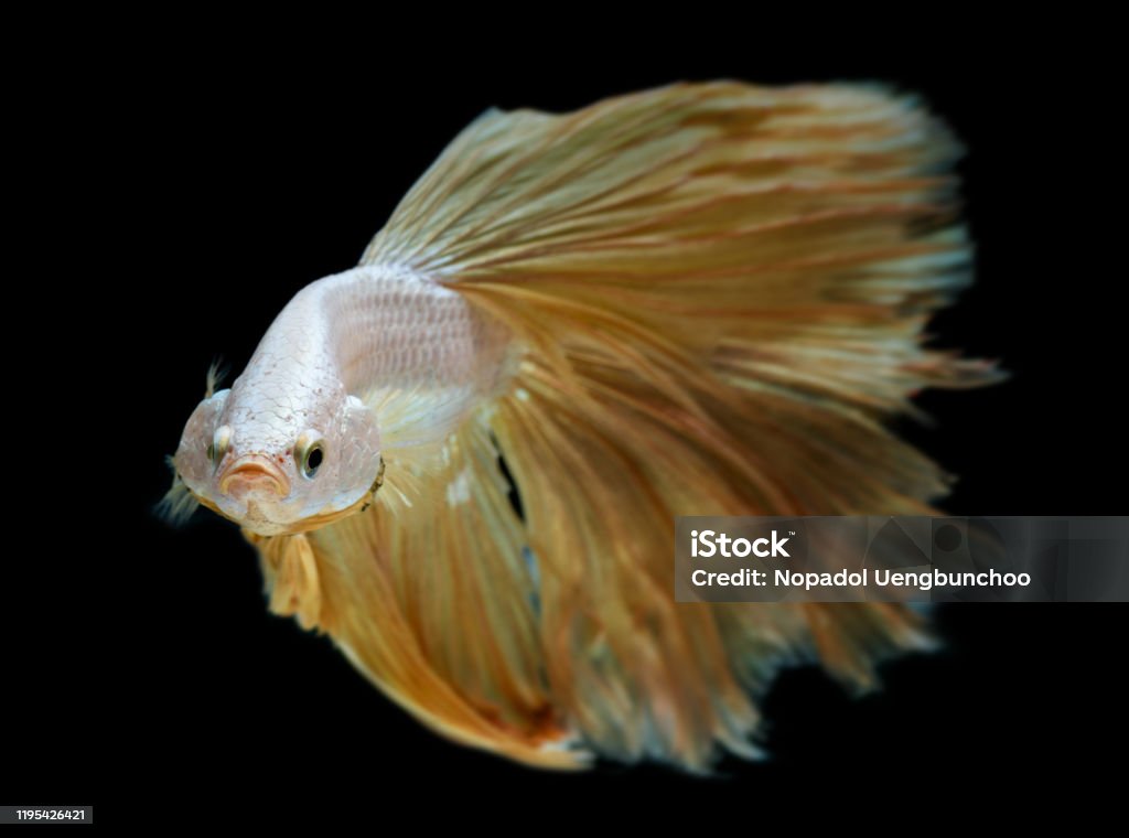 Beta Fish Silver Silver Gold Long Half Moon Betta Fish Stock Photo - Download Image Now ...