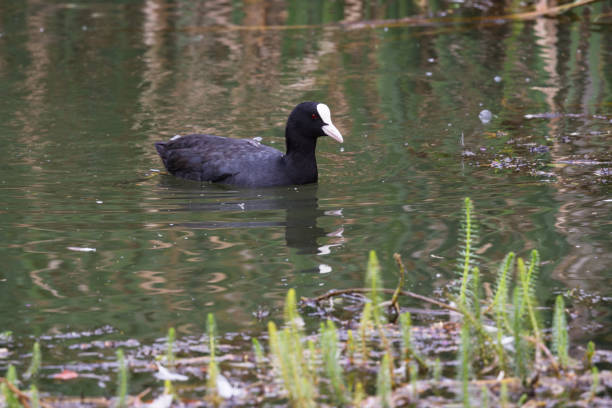 coot in a pond coot floating in a tranquil grassy pond in the Scottish highlands mud hen stock pictures, royalty-free photos & images