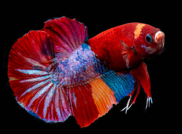 fantaisie koi galaxie betta poissons. - siamese fighting fish fish fighting green photos et images de collection