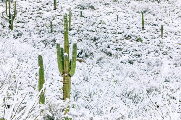 Spiky Yucca in Snow in Colorado