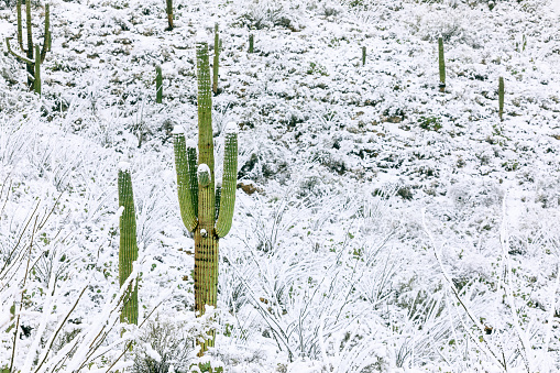 closeup of a cactus near Sedona, Arizona