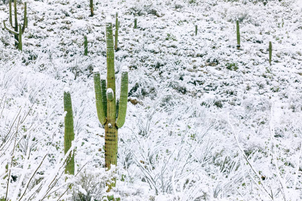 Saguaro Cactus with snow in Tucson, Arizona stock photo