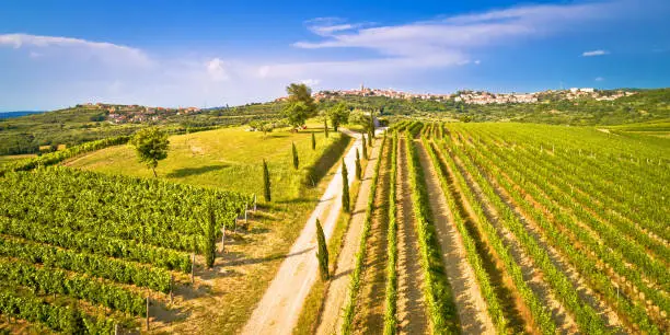 Istrian vineyard region aerial view. Town of Buje green landscape panorama, Istria region of Croatia