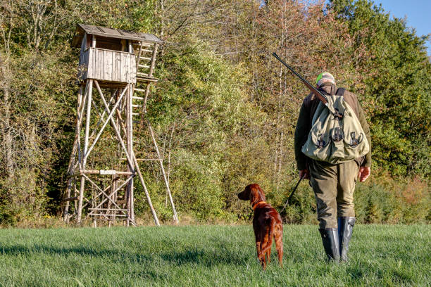 Hunters stalk through their hunting grounds. Hunter with backpack, rifle and his young Irish Setter Pointer walks across the meadow to his high hunting pulpit on the edge of a forest on a sunny afternoon in October. animals hunting stock pictures, royalty-free photos & images
