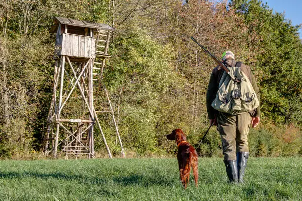 Hunter with backpack, rifle and his young Irish Setter Pointer walks across the meadow to his high hunting pulpit on the edge of a forest on a sunny afternoon in October.