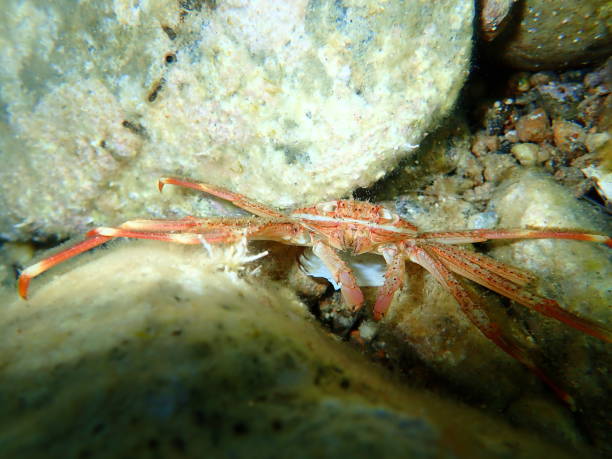 istock Sally Lightfoot crab (Percnon gibbesi) 1195427660