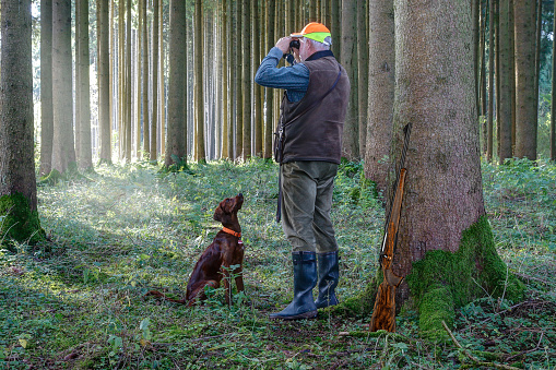 Hunter and his Irish Setter Pointer at the early morning stalking  in the forest.
