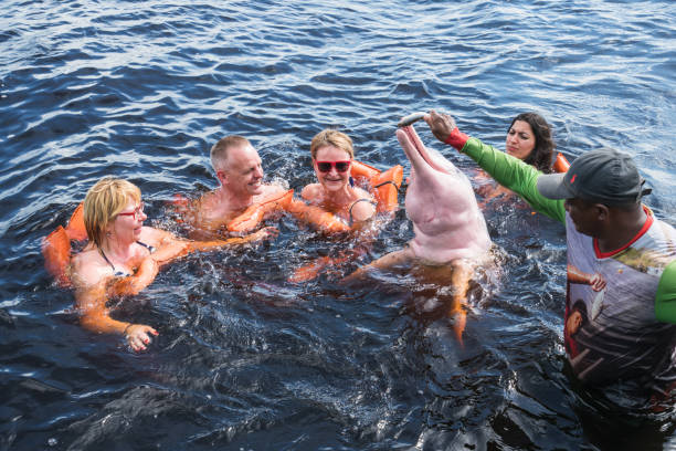 turyści karmiący słynnego różowego delfina w manaus, brazylia - orinoco river zdjęcia i obrazy z banku zdjęć