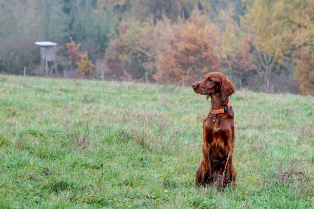 Irish Setter in the autumn hunting area Attentively watched the young Irish Setter pointer the hunting area during the hunting season in November. irish setter stock pictures, royalty-free photos & images