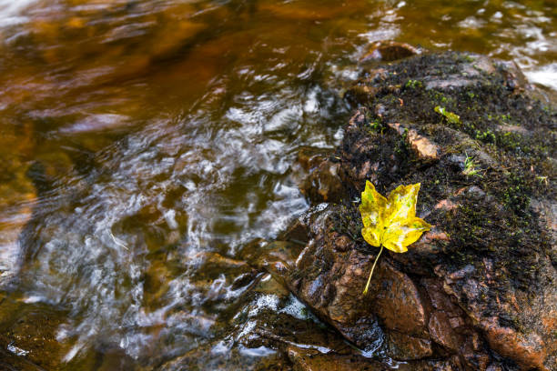 istock Creek thru the highlands 1195427942