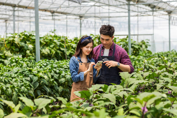 istock Farmer controlling vegetables in greenhouse 1195428123