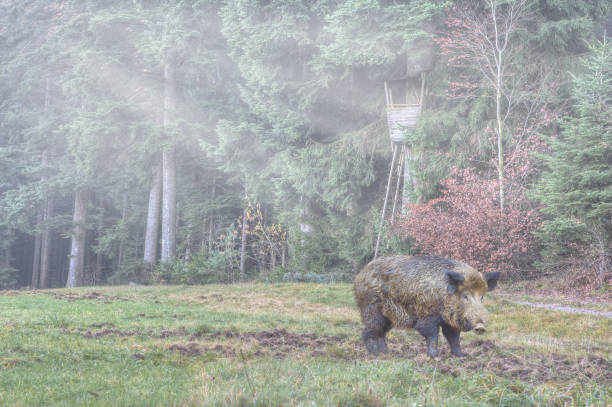 Game damage from wild boar In the gray veil of the morning mist, a strong boar stands in front of the hunter's pulpit and has churned up the meadow."r the boar fish stock pictures, royalty-free photos & images