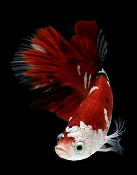 fantaisie koi galaxie betta poissons. - siamese fighting fish fish fighting green photos et images de collection