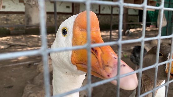A head of a white caged goose with an orange beak close up behind a metal fence in a poultry farm, meat production concept.
