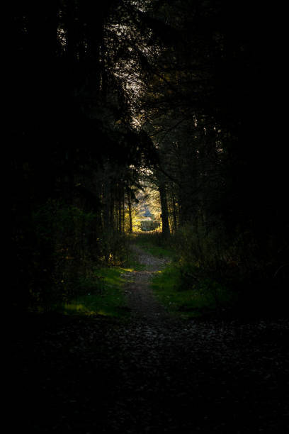 istock Forest track leading towards bright opening 1195429340
