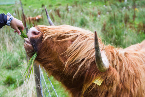 istock Highland bulls in Scotland 1195430772
