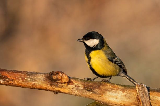 istock Beautiful nature scene with Great tit (Parus major). 1195431214