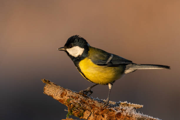 istock Beautiful nature scene with Great tit (Parus major). 1195431226