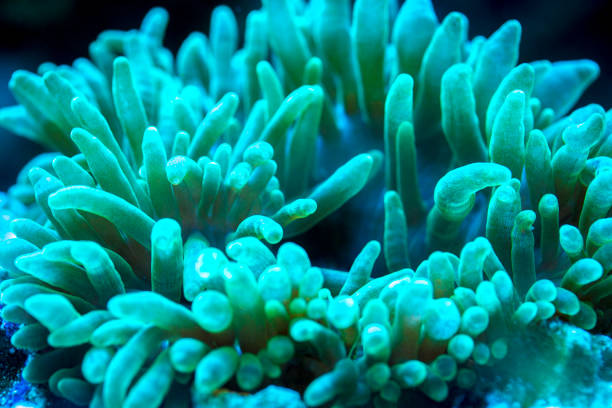istock green bubble tip anemone in underwater 1195431946