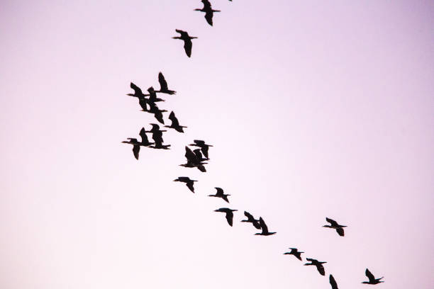 istock Black ducks flying to  south  (maybe Israel  - maybe Egypt) 1195432056