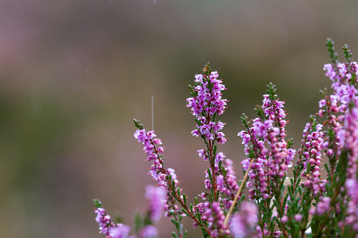 close up of the heather blooms in the Scottish Highlands with a bit of rain