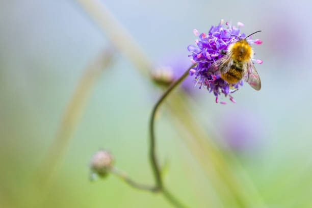 istock Flowers in the Scottish Highlands 1195432549