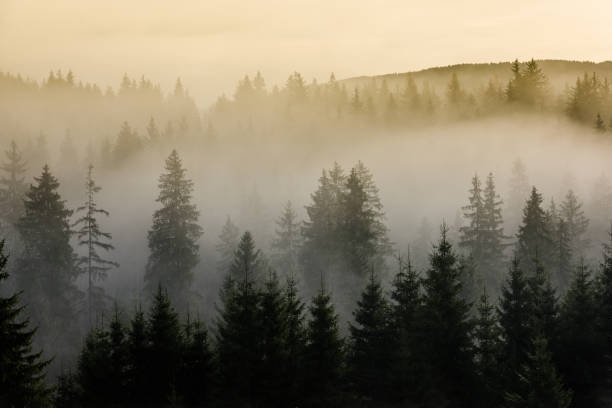 istock Foggy mountain landscape. 1195435149