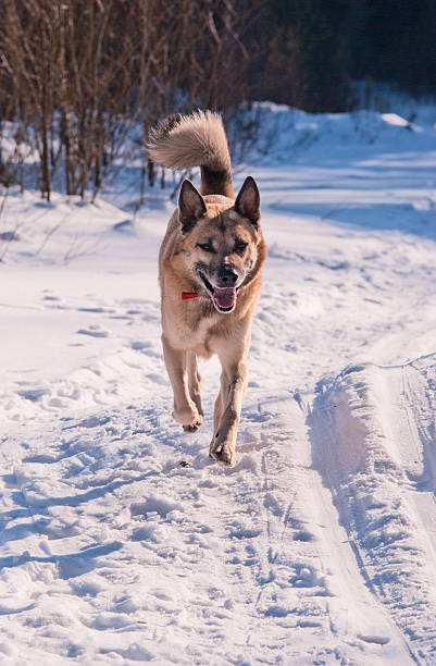 Running West Siberian Laika (Husky) stock photo