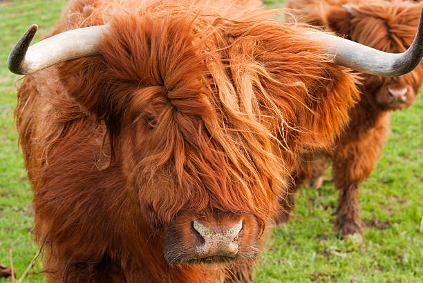 Grazing yak stock photo