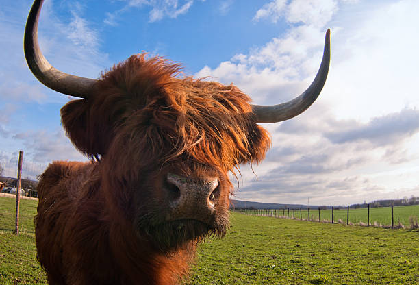 Yak stock photo